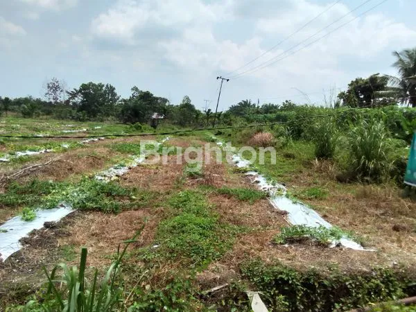 image DIJUAL LAHAN 1.5 HA DI JALAN BUPATI KUBANG (3)