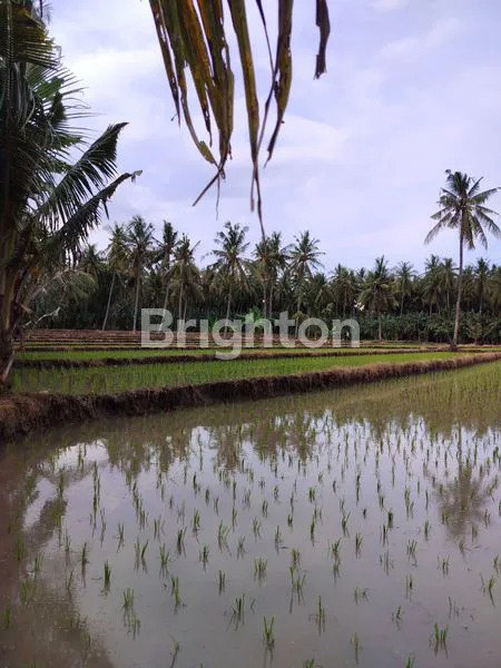 image SAWAH PRODUKTIF DI ARGOPURO KALIPURO BANYUWANGI  (8)