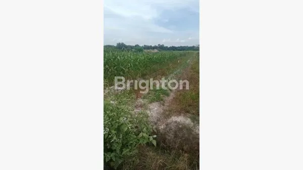 image DIJUAL LAHAN 1.5 HA DI JALAN BUPATI KUBANG (2)