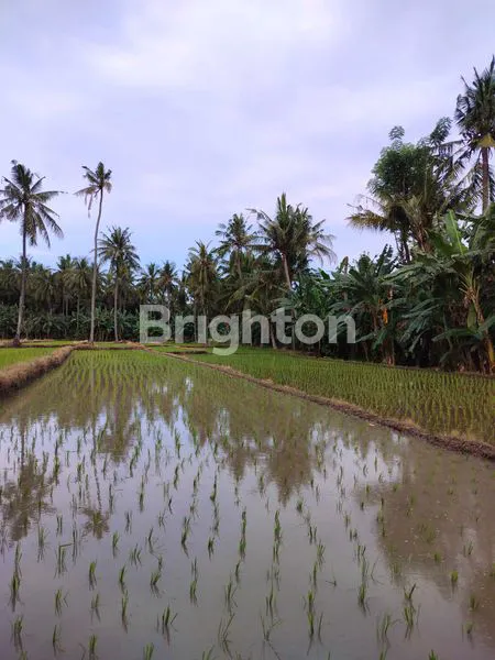 image SAWAH PRODUKTIF DI ARGOPURO KALIPURO BANYUWANGI  (2)