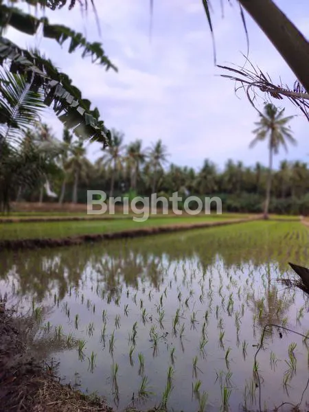 image SAWAH PRODUKTIF DI ARGOPURO KALIPURO BANYUWANGI  (1)