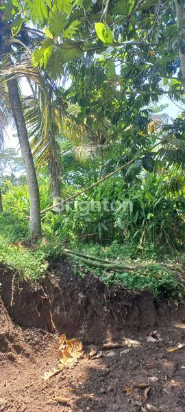 image JUAL TANAH KEBON PINGGIR CAMPUHAN DI DESA KUKUH, KERAMBITAN, TABANAN , BALI (4)