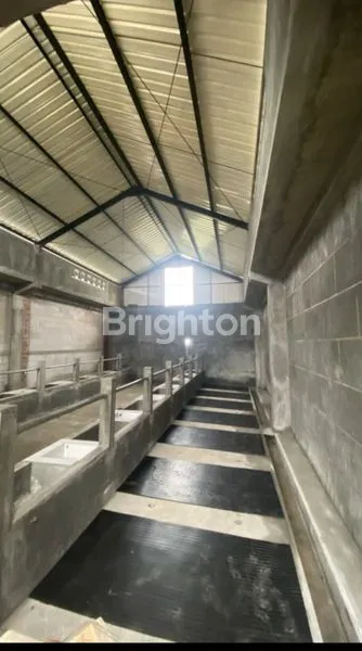image RUMAH DAN KANDANG SAPI PERAH MODERN DI BATU (5)