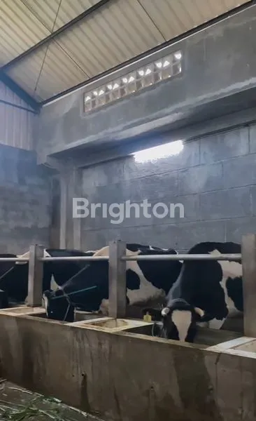 image RUMAH DAN KANDANG SAPI PERAH MODERN DI BATU (7)