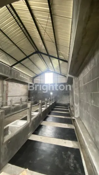 image RUMAH DAN KANDANG SAPI PERAH MODERN DI BATU (4)