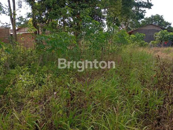 image LAHAN 1100M² DEKAT PERUMAHAN & PESANTREN DI LAMPUNG (3)