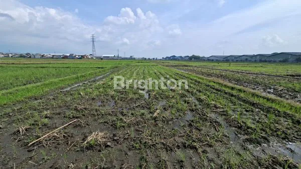 image DI JUAL SAWAH  STRATEGIS  JALAN KECAMATAN BLIMBING , KELURAHAN BALEARJOSARI MALANG (1)