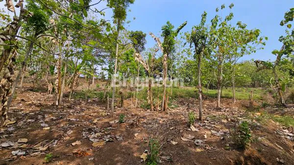 image TANAH SIAP BANGUN STRATEGIS NGALIYAN (2)