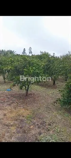 image KEBUN JUERUK SUMATERA UTARA KABANJAHE (5)