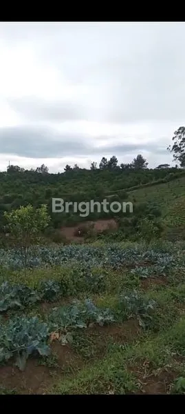 image KEBUN JUERUK SUMATERA UTARA KABANJAHE (8)