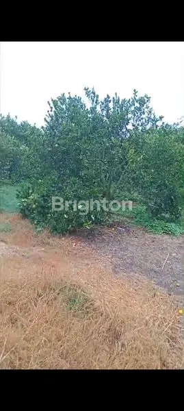 image KEBUN JUERUK SUMATERA UTARA KABANJAHE (6)