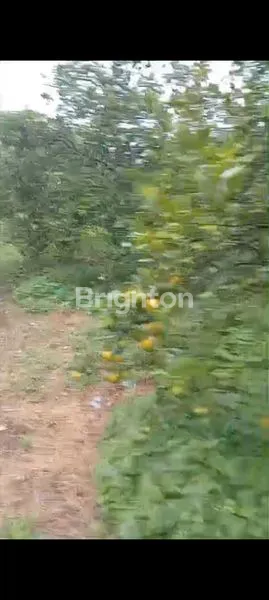 image KEBUN JUERUK SUMATERA UTARA KABANJAHE (2)