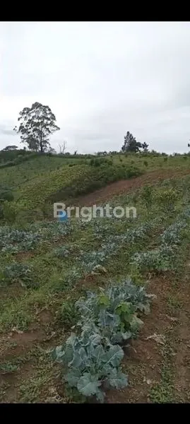 image KEBUN JUERUK SUMATERA UTARA KABANJAHE (3)