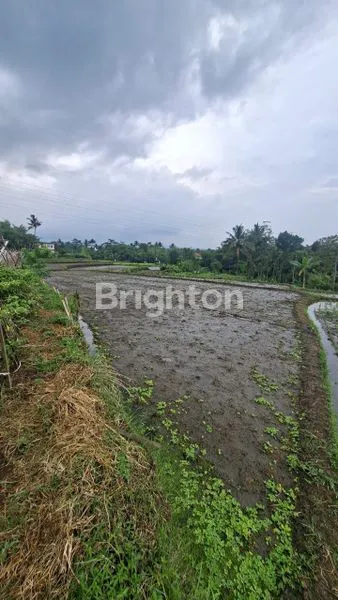 image DI JUAL SAWAH  BUNDAR STATERGIS ALAMAT : JALAN KELURAHAN TUNJUNGTIRTO (2)