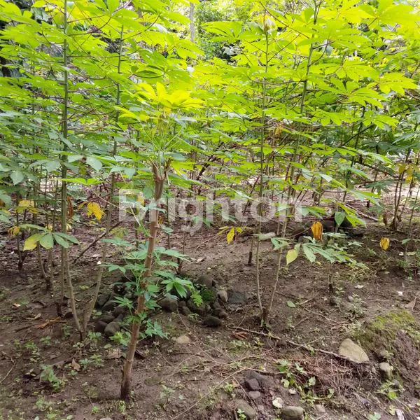 image TANAH LUAS 2877M² SHM DI SLEMAN SIAP BANGUN (2)