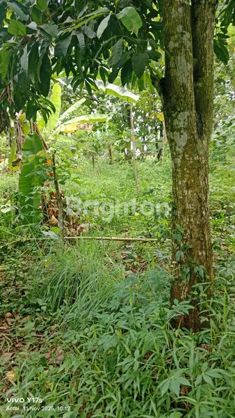 image TANAH SHM 300M² DI KEDUNG PANE (4)