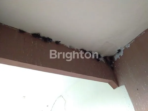 image RUMAH ASRI BONUS SARANG WALET ZAMBRUD  (2)