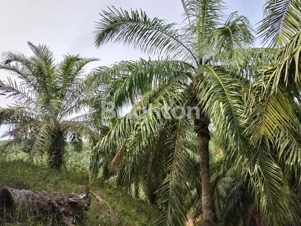 image KEBUN SAWIT 18,75HA DI BESITANG (1)