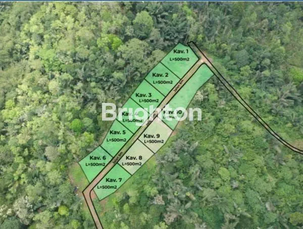 image INVESTASI KEBUN DURIAN MUSANG KING TABANAN TANAH FREE PERAWATAN 4 TAHUN! \N (1)