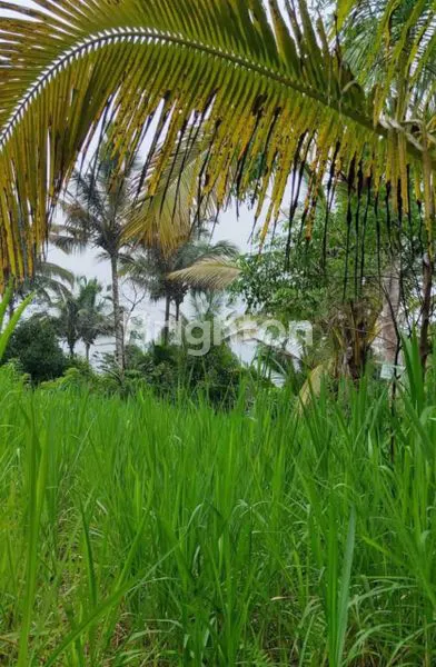 image TANAH 19 ARE DI RENDANG KARANGASEM | DEKAT TELAGA WAJA & AKSES BESAKIH | COCOK VILA/RESORT (3)