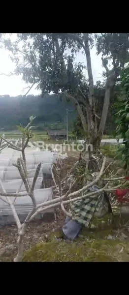 image DIJUAL TANAH SAMPING DANAU BEDUGUL (2)