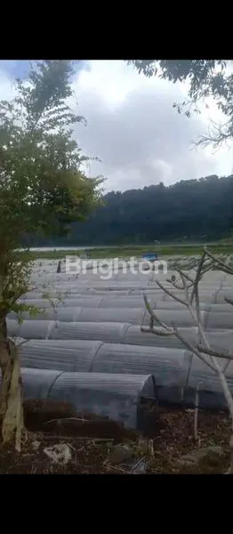 image DIJUAL TANAH SAMPING DANAU BEDUGUL (1)