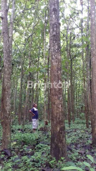 KEBUN JATI EMAS 25 TAHUN BLITAR! KEBUN 5500 M² PANGGUNGREJO. ASET KAYU KUALITAS PREMIUM, SIAP TEBANG/JUAL/DILANJUTKAN