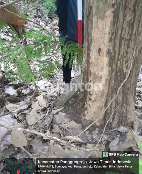 image KEBUN JATI EMAS 25 TAHUN BLITAR! KEBUN 5500 M² PANGGUNGREJO. ASET KAYU KUALITAS PREMIUM, SIAP TEBANG/JUAL/DILANJUTKAN (2)