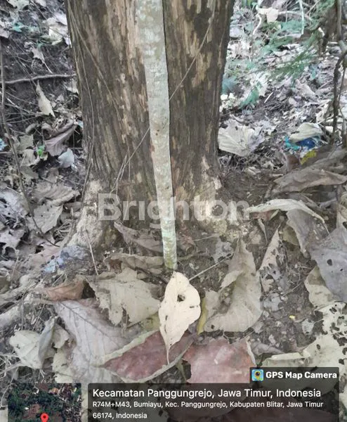 image KEBUN JATI EMAS 25 TAHUN BLITAR! KEBUN 5500 M² PANGGUNGREJO. ASET KAYU KUALITAS PREMIUM, SIAP TEBANG/JUAL/DILANJUTKAN (5)