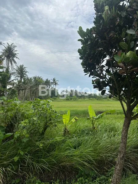 image BEACH FRONT LAND (5)