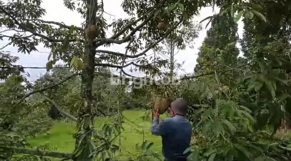 image KEBUN DURIAN PRODUKTIF 3,9HA VIEW GUNUNG SALAK (6)