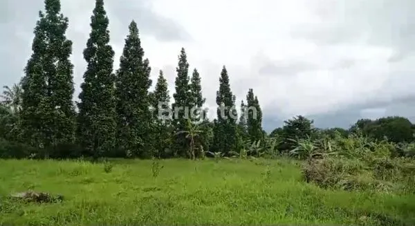 image KEBUN DURIAN PRODUKTIF 3,9HA VIEW GUNUNG SALAK (5)