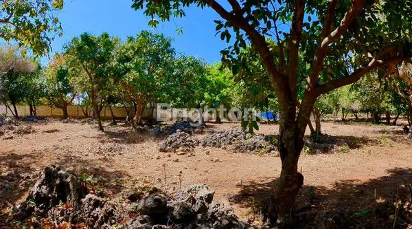 image TANAH PANTAI NEMBERALA ROTE, SURGA TERSEMBUNYI (5)