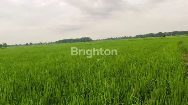 image INVESTASI TANAH 83M², LOKASI NYAMAN BERINGIN (2)