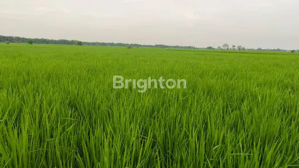 INVESTASI TANAH 83M², LOKASI NYAMAN BERINGIN