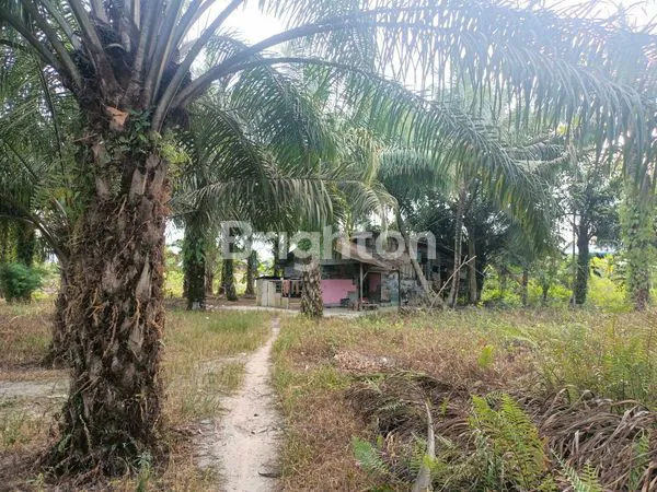 image JUAL TANAH DI GARUDA SAKTI (4)