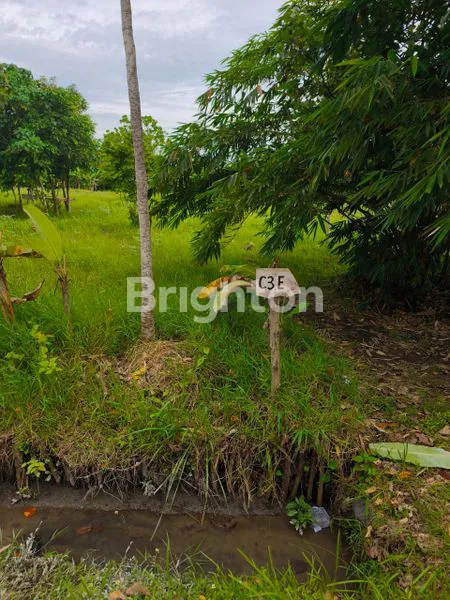 image TANAH KAVLING SUPER CANTIK VIEW SAWAH PANTAI BELONG TABANAN  (6)
