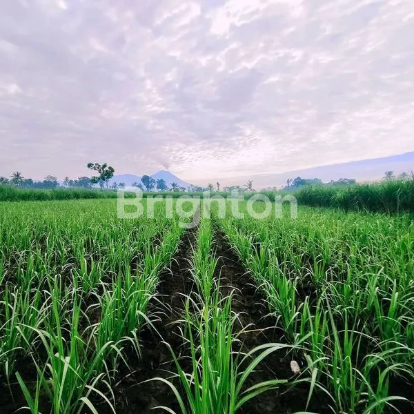 image HGU LAHAN TEBU 230 H JAWATIMUR (1)