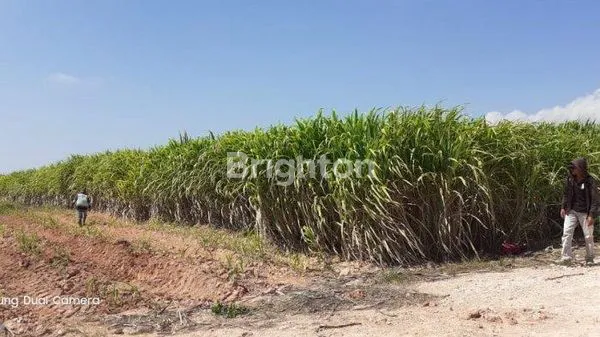 image HGU LAHAN TEBU 230 H JAWATIMUR (2)