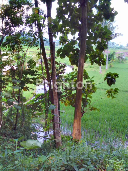 image DIJUAL TANAH PREMIUM 40 ARE COCOK INVESTASI  EKSKLUSIF DI  JEMBRANA (4)