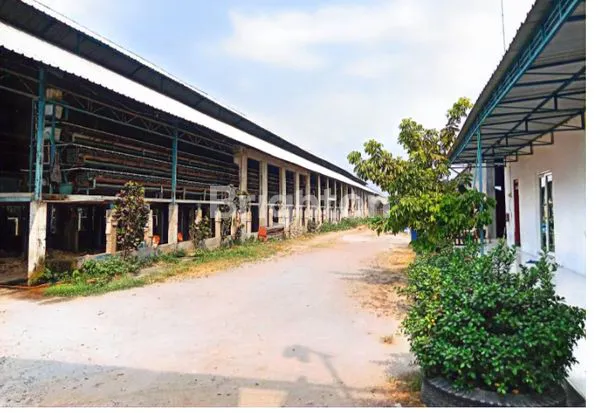 image KANDANG AYAM PETELOR 2.5H JOMBANG (3)