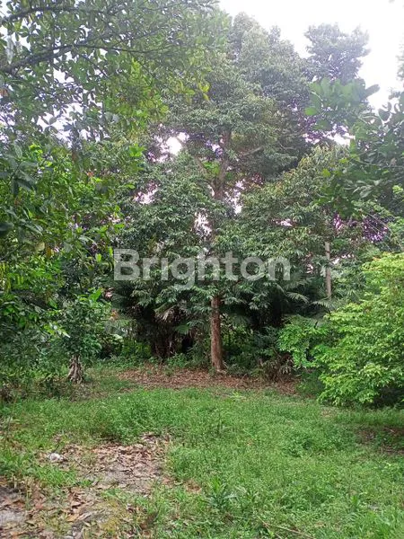 TANAH INVESTASI LAMIN ETAM, ADA KEBUN BUAH