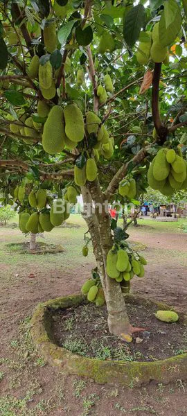 image HUNIAN NYAMAN DI YOGYAKARTA, TANAH + BANGUNAN (5)