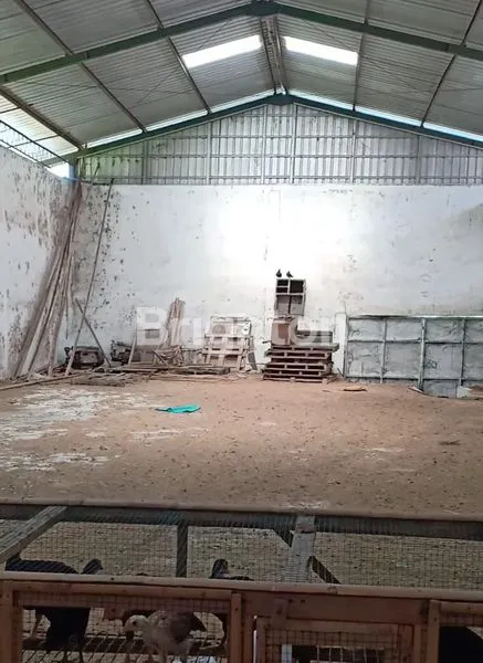 image GUDANG DAN TERNAK AYAM PETELUR KARANGPLOSO MALANG (2)