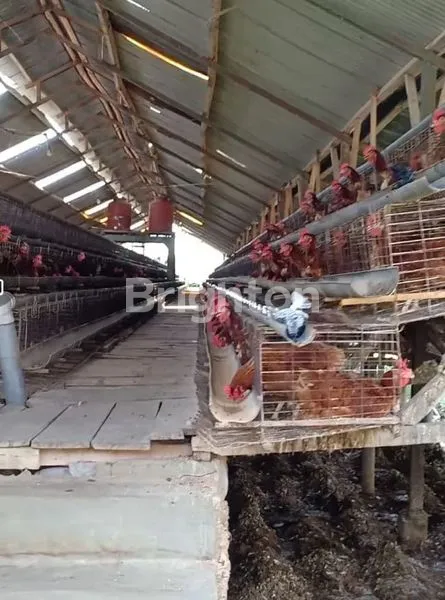 image GUDANG DAN TERNAK AYAM PETELUR KARANGPLOSO MALANG (3)