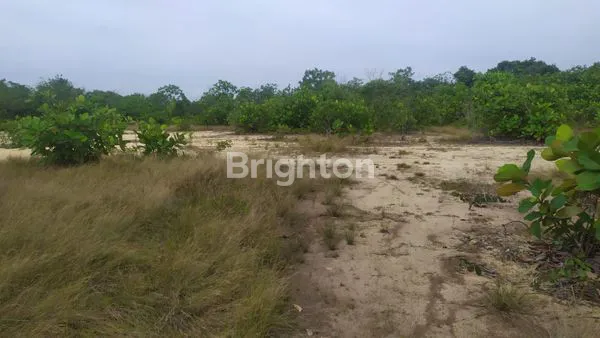 DIJUAL TANAH LUAS 12 HEKTAR DI JL. PARANG, MUARA FAJAR – HARGA DI BAWAH PASARAN