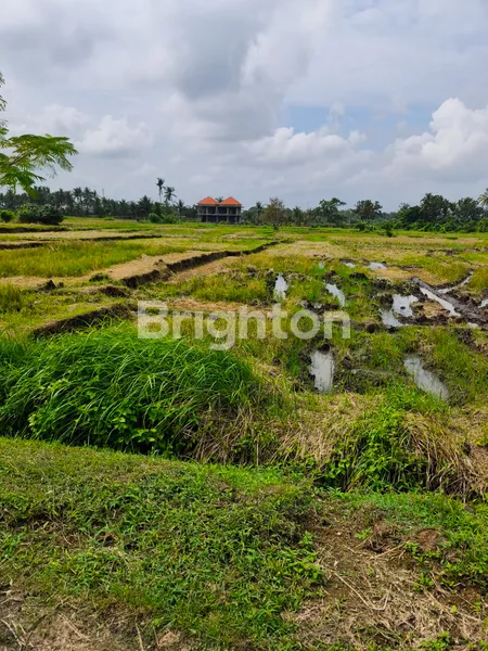 image TANAH KAVLING SUPER CANTIK VIEW SAWAH DAN PANTAI DI BELONG, TABANAN (4)