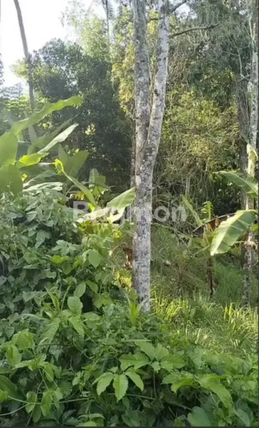 image FOR SALE LAND IN GUNUNG SALAK TABANAN (244V) (3)