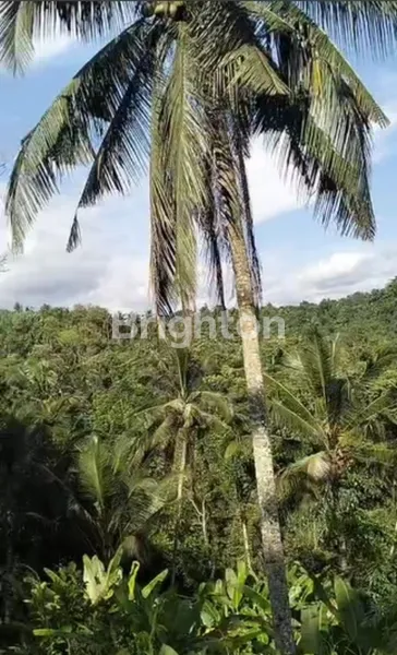 image FOR SALE LAND IN GUNUNG SALAK TABANAN (244V) (5)