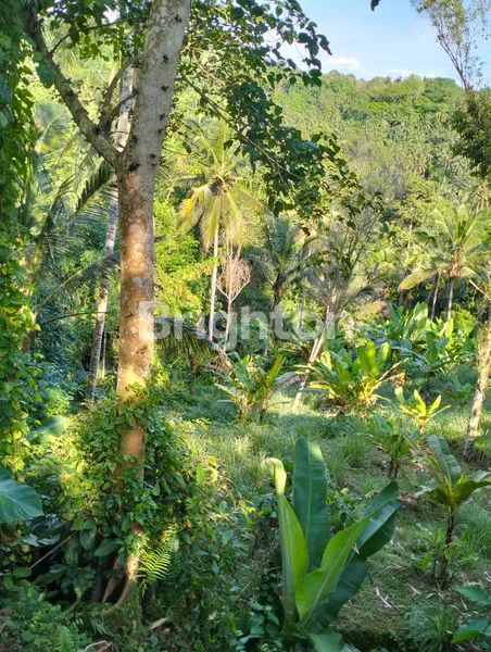 image FOR SALE LAND IN GUNUNG SALAK TABANAN (244V) (8)